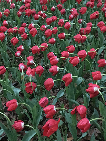 雨風でお辞儀していた彼我公園のチューリップ。