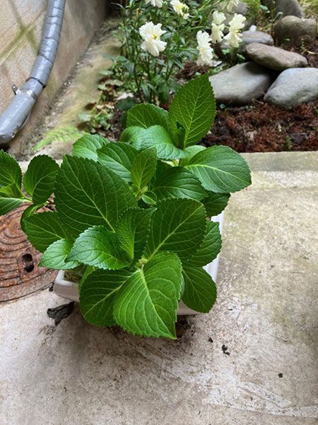 紫陽花