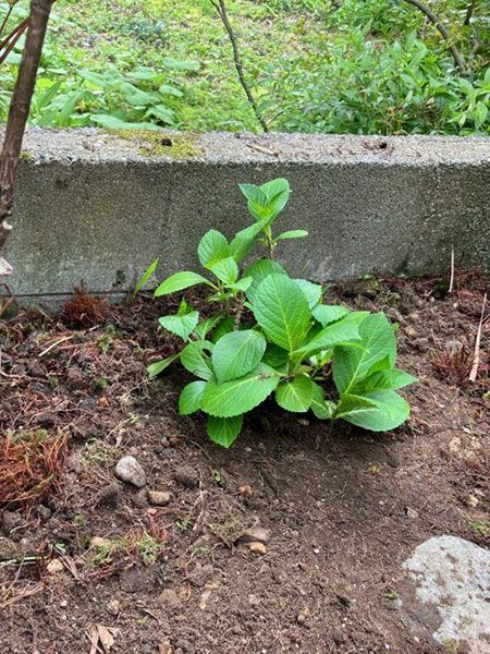 紫陽花