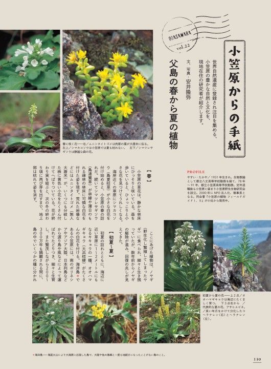 小笠原からの手紙㉒ 父島の春から夏の植物