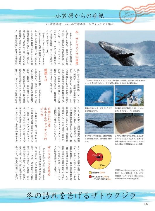 冬の訪れを告げるザトウクジラ