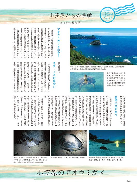 小笠原のアオウミガメ