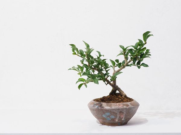 BIOME 高橋星児 陶と草木の個展