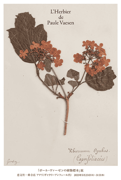 恵文社　「ポール・ヴァーゼンの植物標本」展