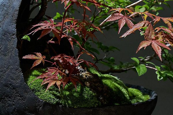 雨晴AMAHARE 品品 小林健二 × 雨晴「Suiu/翠雨」