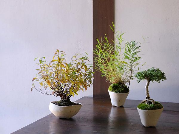 ギャラリー林檎舎 金沢東山HISOCA「秋の山野草盆栽」