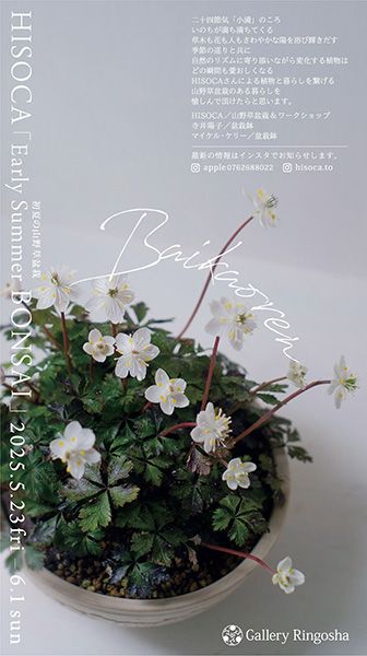 ギャラリー林檎舎 HISOCA「Early Summer BONSAI」 初夏の山野草盆栽