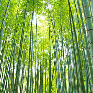 ethical bamboo