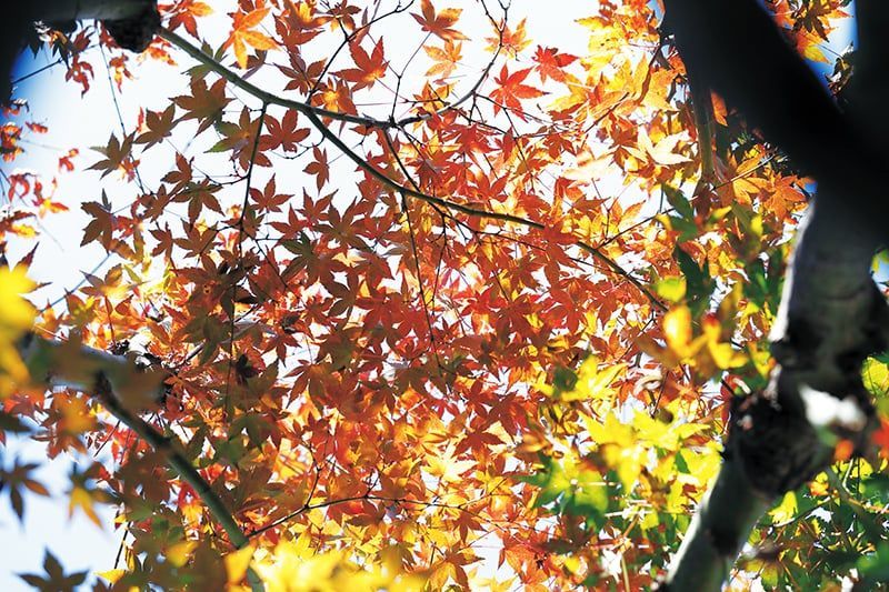 上利さんの庭「秋」