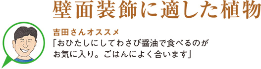 壁面に適した植物