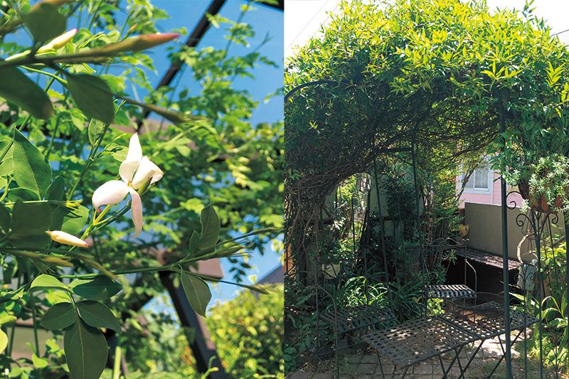 ジャスミンホワイトプリンセス 春先から晩秋までと花期が長く、 ジャスミンのよい香りが1日中漂 う。つるを誘引しやすいため、思 い通りのデザインに仕上がるのも うれしい。(写真=木村植物園)
