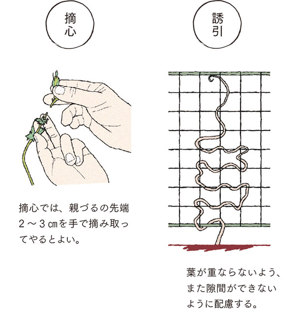 カーテン状に育てる