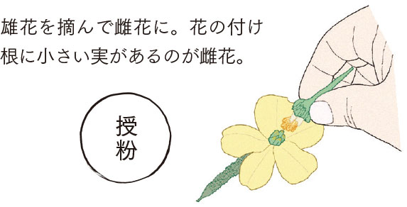 雄花を摘んで雌花に。花の付け
根に小さい実があるのが雌花。