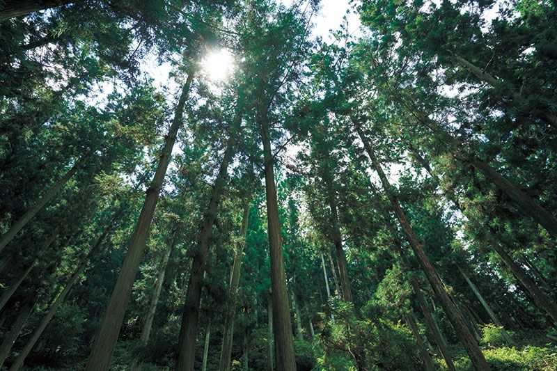 世話人さんによって代々手入れされてきた山長の森。