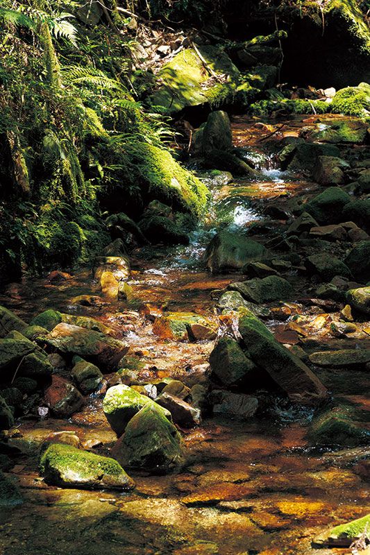 山長の森では樹齢130年の杉や檜が迎えてくれる。