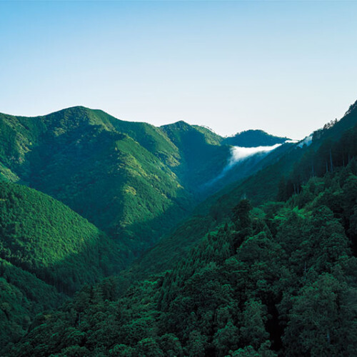 年間約２万トンのCO2を吸収する山長の森