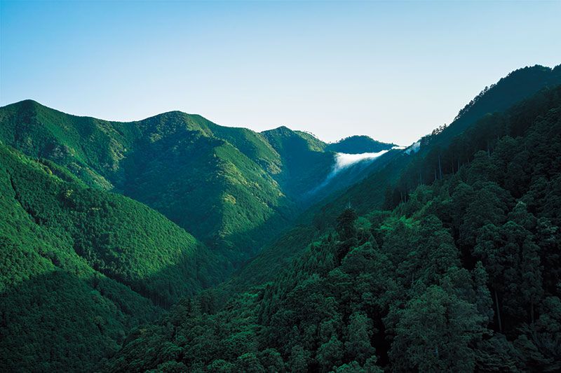 年間約2万トンのCO2を吸収する山長の森