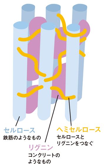 図1:細胞壁の模式図