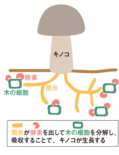 図 2:キノコの生長過程