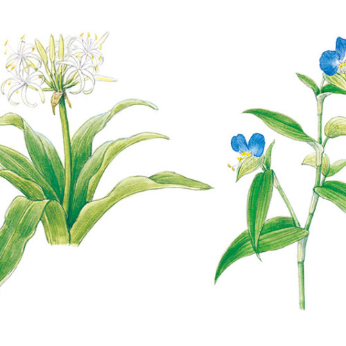 万葉・平安の花々を育てる