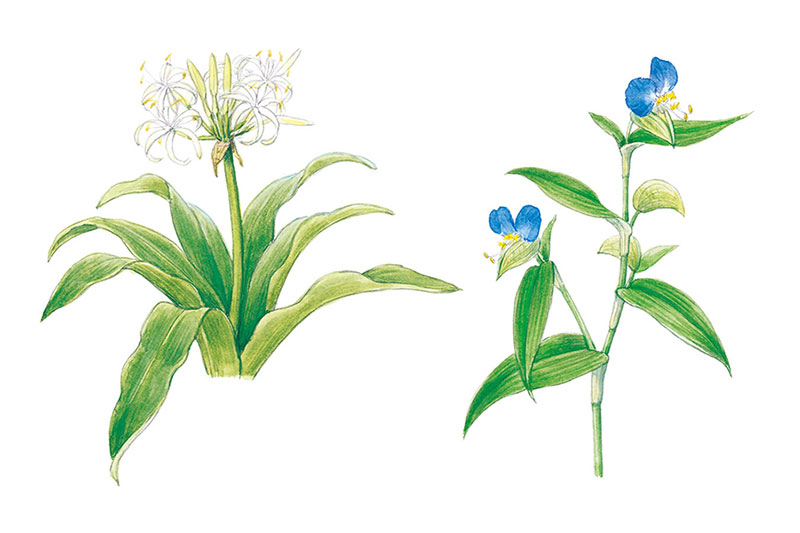 万葉・平安の花々を育てる