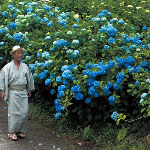 大阪・千早赤阪村“山燈花”にて
