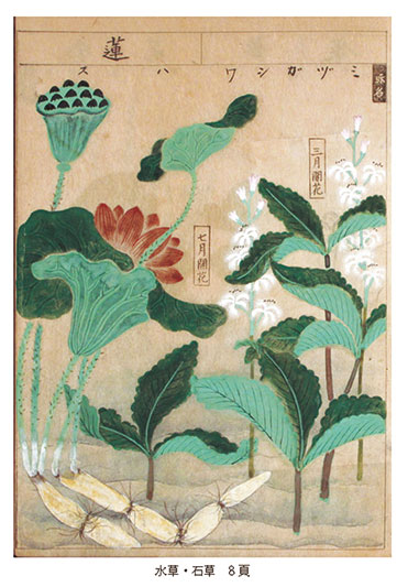 原色植物画『松山本草』