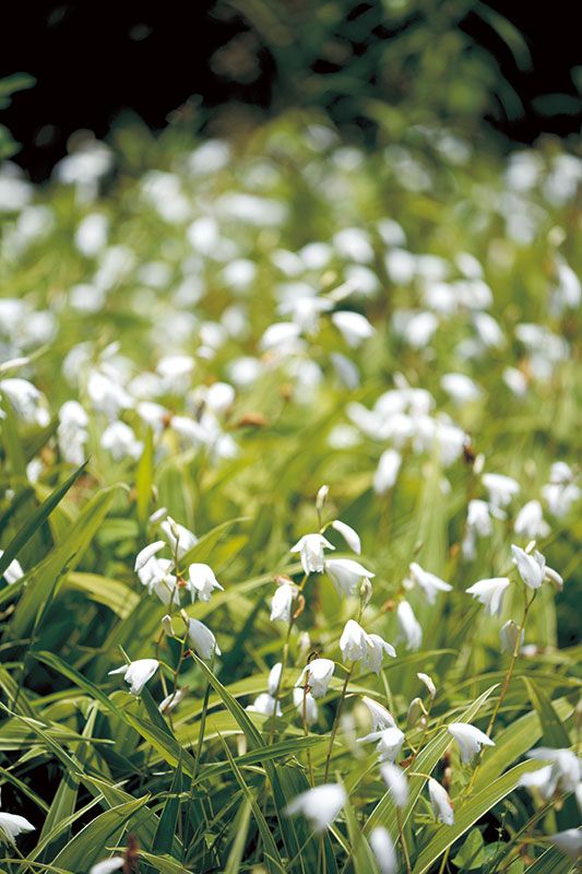 止血作用などがあると言われるシランの白花種。