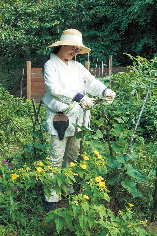 支柱にキュウリを麻紐で縛る鶴田さん。黄と紅の花はオシロイバナ。
