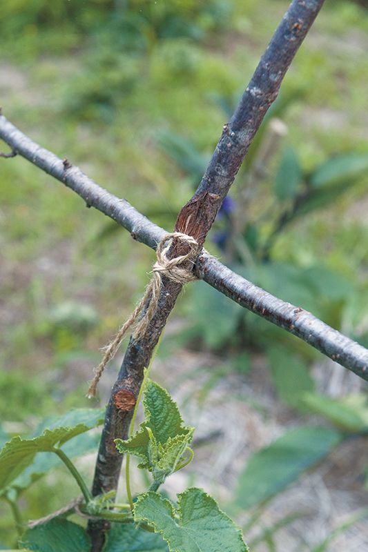支柱にはプラスチックではなく敷地内の樹木の小枝を利用。紐は麻紐。