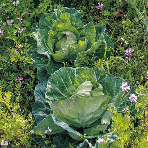 美しい菜園の試み－“用の美”を求めて