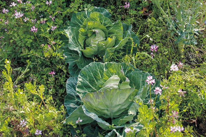 美しい菜園の試み-“用の美”を求めて